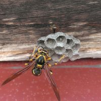 害虫駆除　蜂の巣　はち
